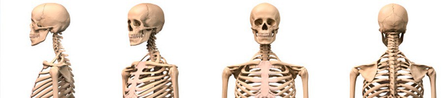 Sistema óseo y articular